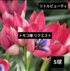 トモコ様 リクエスト 2点 まとめ商品