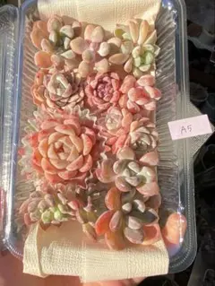 2026年最新】オオゴマダラの人気アイテム - メルカリ