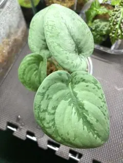 スキンダプサス・マリポーサ マリポサ　斑入り 大株1 スキンダプサス・マリポーサ マリポサ 斑入り 大株1 かっこいい 観葉 植物