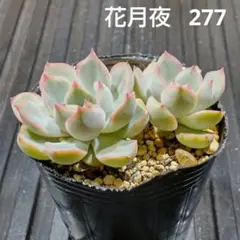 オレンジ 475 エケベリア 多肉植物 抜き苗 - メルカリ