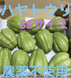 ⭐ 無農薬 はやとうり ハヤトウリ 2.5K 13個 福島県産 157 - メルカリ