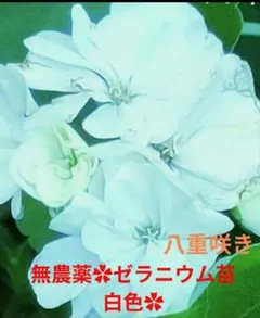 無農薬☆ゼラニウム八重咲き純白の花✿一株 - メルカリ