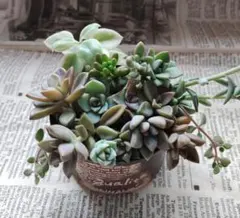 多肉植物☆クラウディアローズ エケベリア 寄せ植えセット☆抜き苗