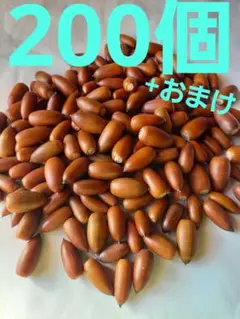 どんぐり　マテバシイ　200個+おまけ