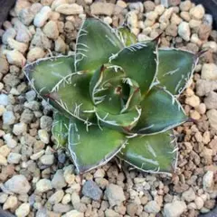 2026年最新】ピンキー アガベの人気アイテム - メルカリ