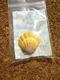 【新品】サンライズシェル ネックレス チャーム　ハワイ フラ　貝