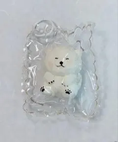 【KIS】白柴　柴犬　クリーム感のサムネイル