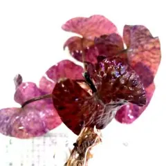 朱子様 リクエスト 2点 まとめ商品 ネコポス発送