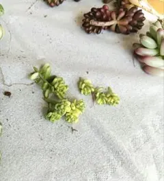 パープルヘイズ錦 アイシクルミント ✩.*˚カット【のこり20セット前後】