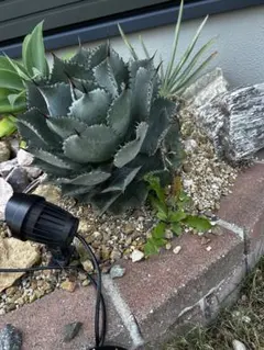 アガベ ポタトラムのサムネイル