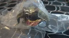モンスターハンター ❮ヤマツカミ❯ フィギュア