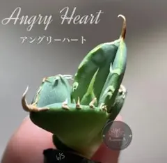 2026年最新】アガベ イラン株の人気アイテム - メルカリ