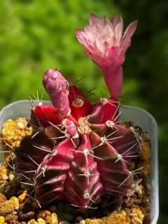 緋牡丹錦 サボテン 開花株のサムネイル