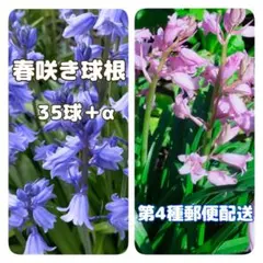 ② シラーカンパニュラータ　春咲き球根　✵第4種郵便のサムネイル