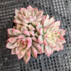 Min−Min様 リクエスト 2点 まとめ商品