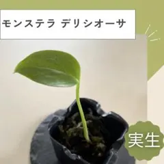 2026年最新】実生苗の人気アイテム - メルカリ