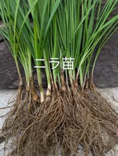 ニーム（インドセンダン） 苗木 2609C - メルカリ