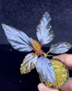 Begonia amidalae 子株　ベゴニア/熱帯植物/パルダリウム