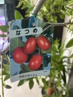 ナツメの苗木大実 中国大実ナツメ 苗木 開花株大株 花粉症に効く9/9
