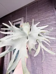 2025年最新】GIZM ビカクシダの人気アイテム - メルカリ