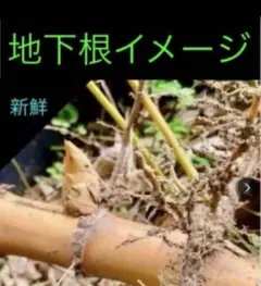 2026年最新】真竹 苗の人気アイテム - メルカリ