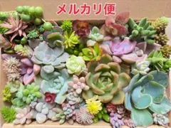 2026年最新】多肉植物エケベリア寄せ植えセット多肉弁当の人気アイテム