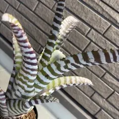 Aechmea Chantinii Hybridのサムネイル