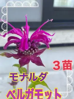 モナルダ ベルガモット 苗 3苗セットのサムネイル