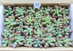 51 多肉植物　多肉弁当　詰め合わせ　寄せ植え　セット　カット苗　韓国苗　乙女心