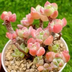 Ysh_sugawara69様 リクエスト 2点 まとめ商品