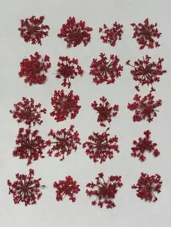 押し花素材パック　レースフラワー（赤）20個入 No1063