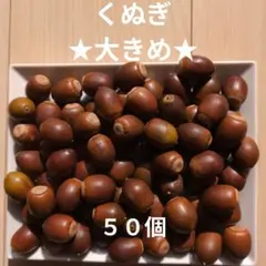 ★大きめ★　くぬぎ　５０個　煮沸済み　どんぐり　木の実