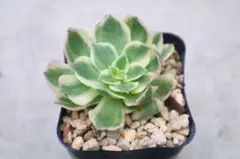 アエオニウム 専用出品 2025年最新】アエオニウムの人気アイテム - メルカリ