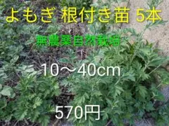 無農薬 自然栽培 よもぎ 根付き苗 5本＋補償1本 蓬 ハーブ 10〜40cm