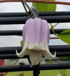 nonke様 リクエスト 2点 まとめ商品