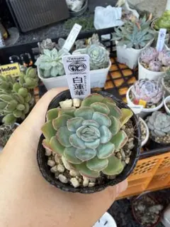 白蓮華 エケベリア