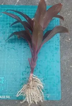 もっさん様 リクエスト 2点 まとめ商品