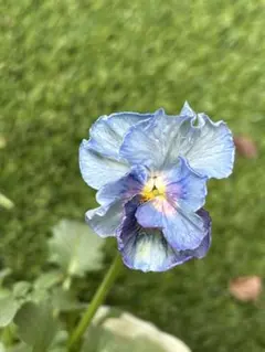 2026年最新】花苗の人気アイテム - メルカリ