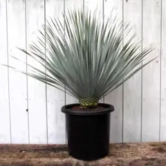 ユッカ　ロストラータ【24-535】超美形　シルバーブルー ユッカロストラータ【24-535】超美形シルバーブルー