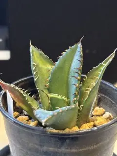 覇王竜のサムネイル