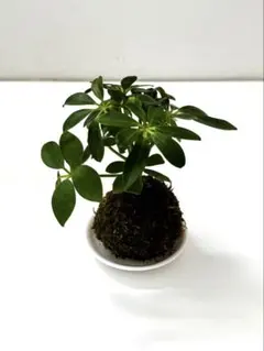 【初心者さんにも◎】カポックのミニ苔玉｜運気を上げる丸葉グリーンのサムネイル