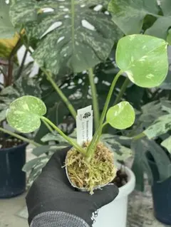 2025年最新】タイコンステレーションの人気アイテム - メルカリ