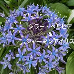 291☘️2年半管理株☘️タグ付☘️超レア☘️⭐️BELCHERI⭐PINK ICE系