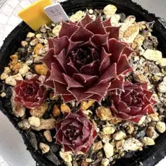 多肉植物 センペルビウム レッドルビン No.183【赤】 - メルカリ