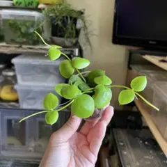酷暑！通気良い梱包！　① ディスキディア　ナムコック　土植え　多肉植物のサムネイル