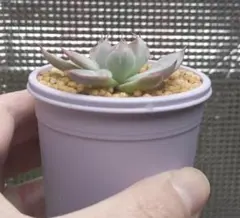 2025年最新】龍鱗蓮華の人気アイテム - メルカリ