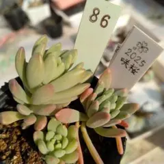 pinky様 リクエスト 2点 まとめ商品