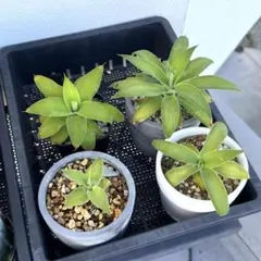 2025年最新】アガベ アテナータの人気アイテム - メルカリ