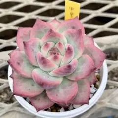 2025年最新】中里リンゼアナの人気アイテム - メルカリ