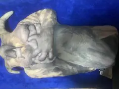 モンスターハンターライズ 激昂ラージャン 睡眠状態クッション　タグ付き　新品